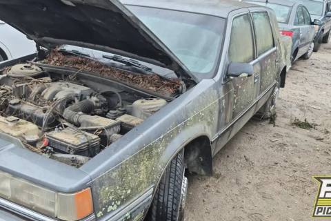 Photo of 1991 Dodge Dynasty
