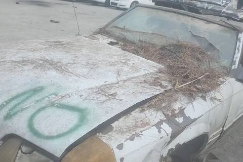 Photo of 1983 Ford Mustang