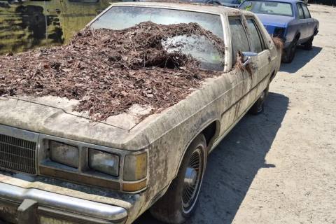 Photo of 1989 Ford Ltd Crown Victoria